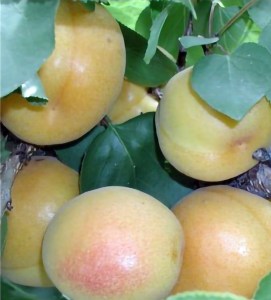 White Knockout Apricot